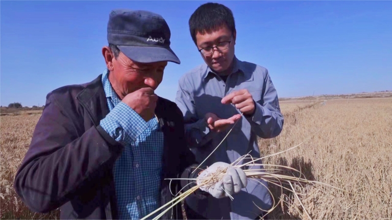 京西稻喜获丰收，任正杰（右）与当地农民察看水稻长势。